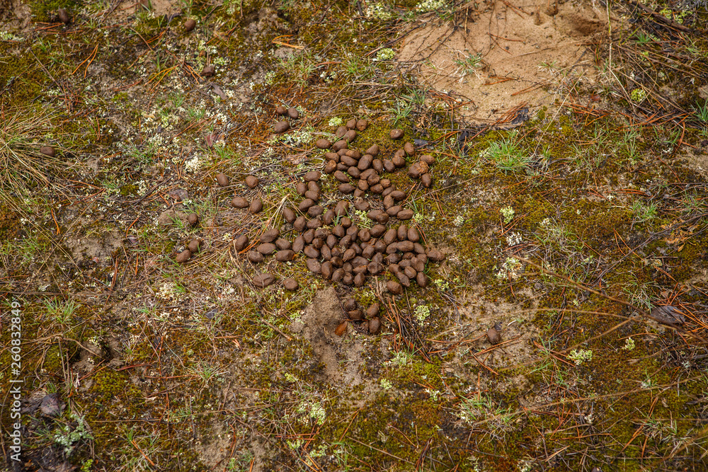 moose droppings in the woods on the ground.