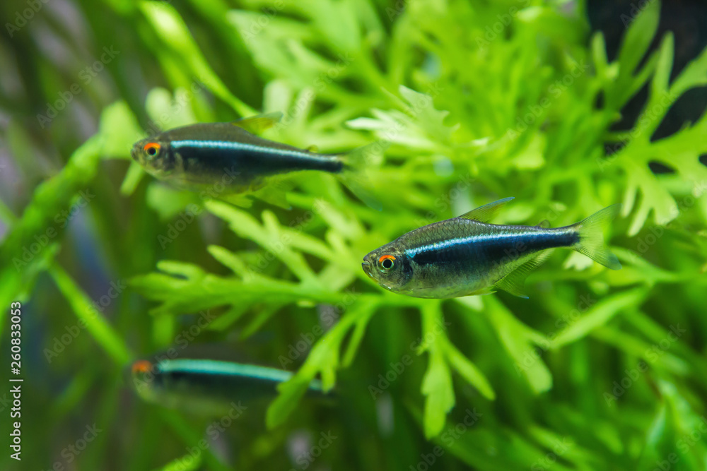 Hyphessobrycon herbertaxelrodi, the black neon, the aquarium pack. Hyphessobrycon herbertaxelrodi, the black neon, the aquarium pack.