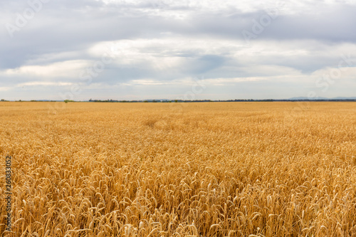 Landscape with yellow wheat field and cloudy sky