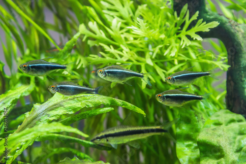 Hyphessobrycon herbertaxelrodi, the black neon, the aquarium pack. photo