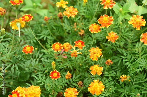 Chinese Tibet Gesang flower