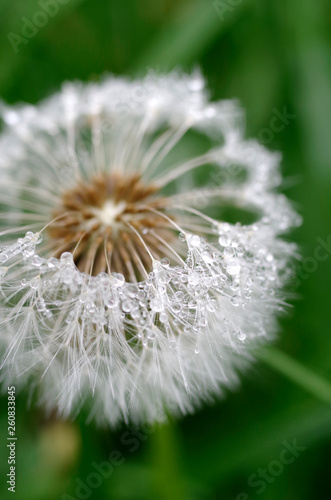 Macro Water Droplets on White Dandelion on Green Background.