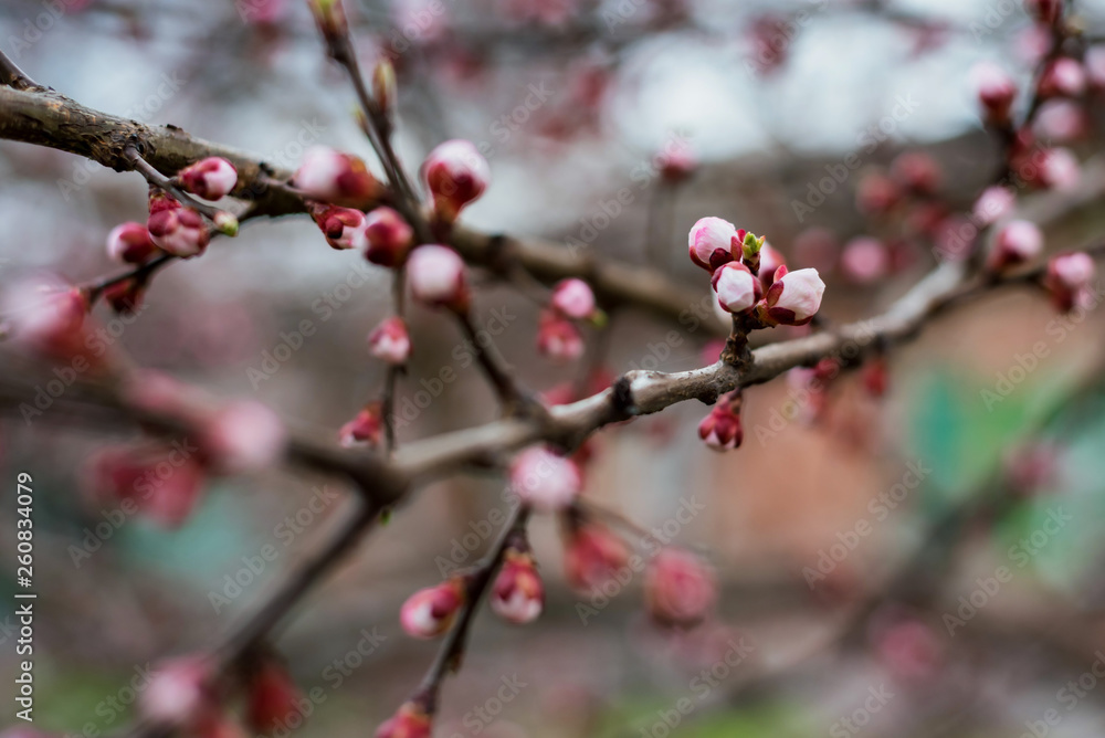 Branch of cherry tree with flower buds ready to bloom Branch of cherry tree with flower buds ready to bloom