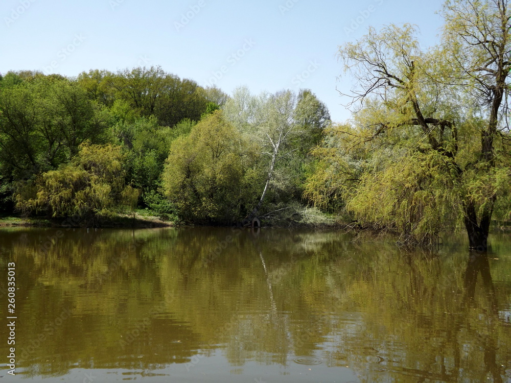 lake in forest