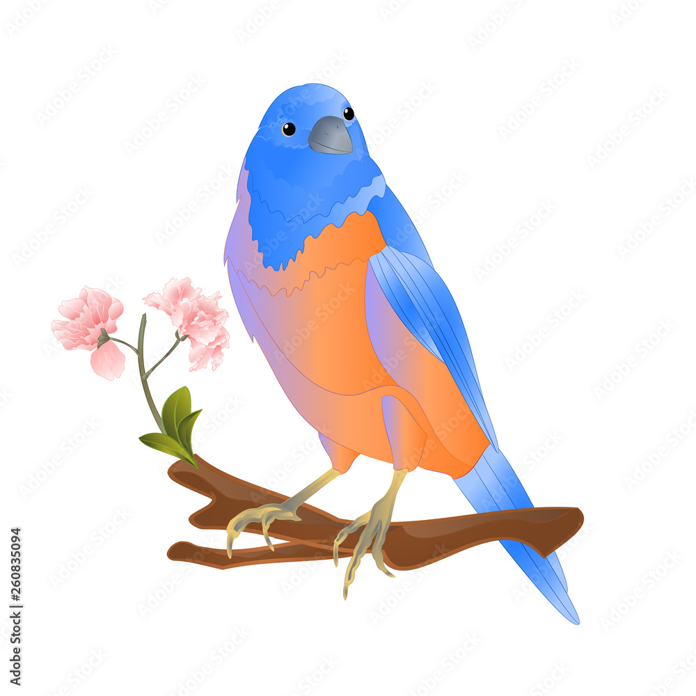 Fototapeta premium Bird Bluebird thrush small songbirdons on a branch sakura on a white background spring background vintage vector illustration editable hand draw