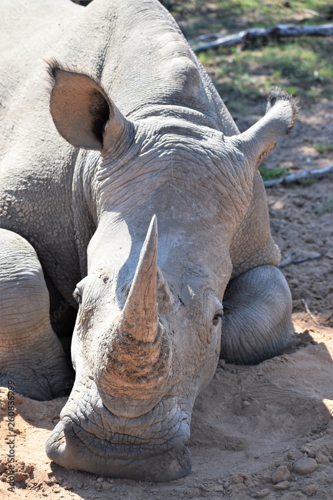 Fototapeta premium Rhino Front View