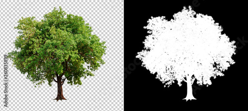 single tree on transparent picture background with clipping path, single tree with clipping path and alpha channel on black background photo