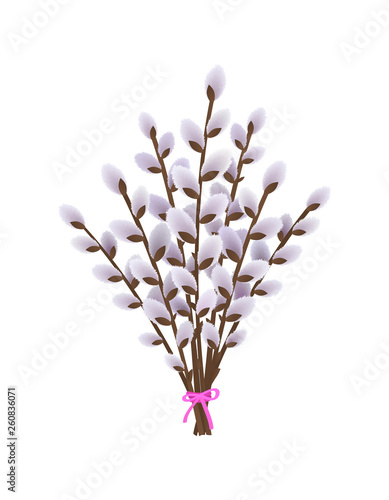 blossoming pussy willow branches on white background. vector
