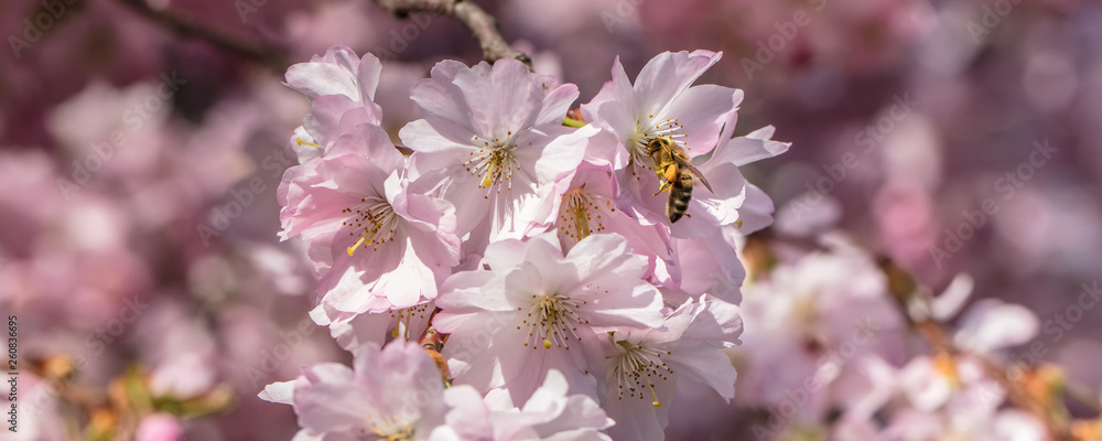 biene auf blüte