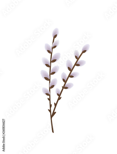 blossoming pussy willow branches on white background. vector