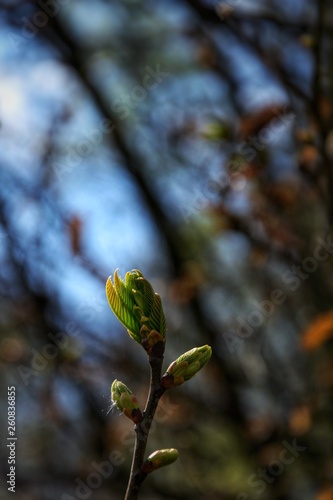 bourgeons de printemps photo