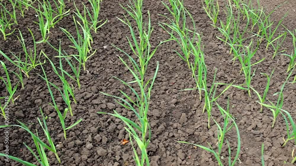 field of green onions field of green onions