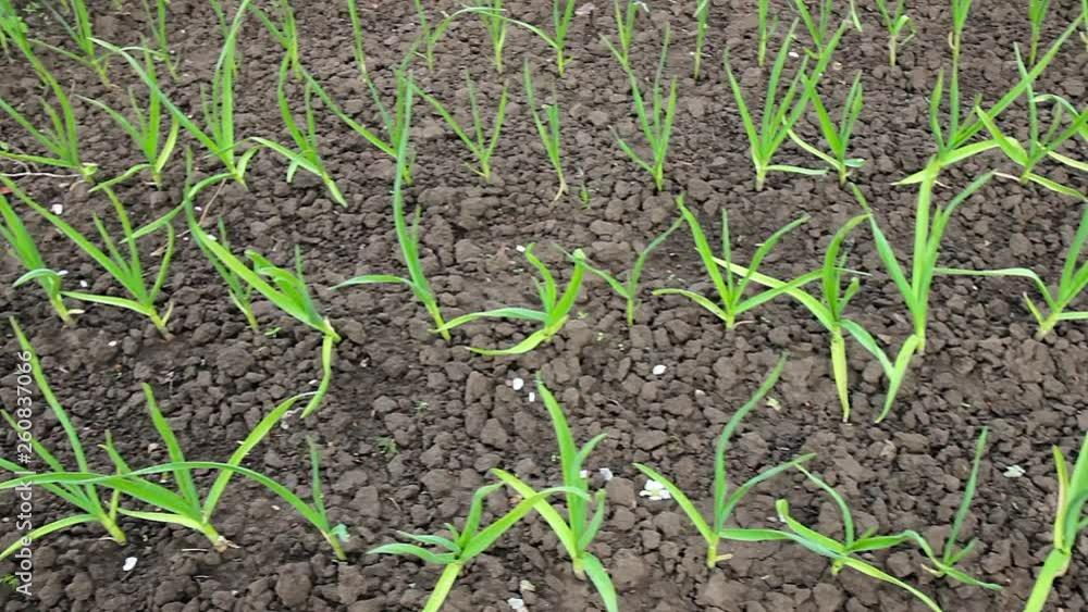 young sprouts of onions young sprouts of onions