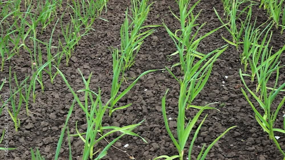 green onions growing in the garden green onions growing in the garden