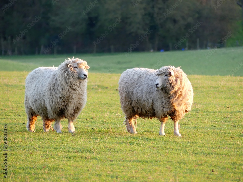 Pair of sheep in field at Bullsland Farm, Chorleywood, Hertfordshire, England, UK Pair of sheep in field at Bullsland Farm, Chorleywood, Hertfordshire, England, UK