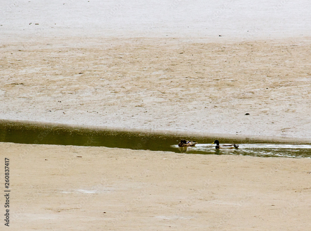two ducks gliding peacefully through estuary two ducks gliding peacefully through estuary
