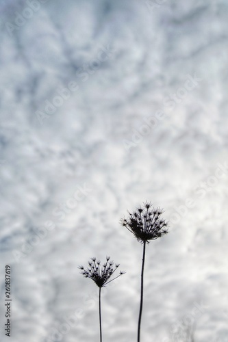 fleurs sur fond de ciel