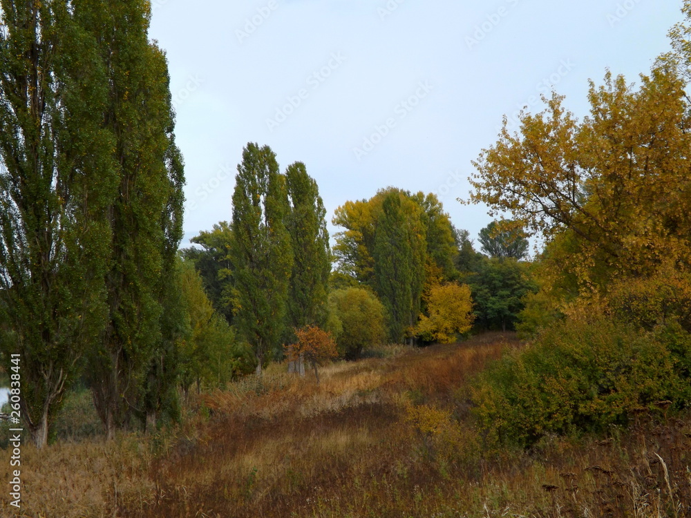 Fototapeta premium forest in autumn
