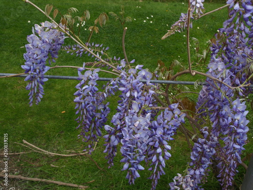 Wisteria floribunda Glycine photo