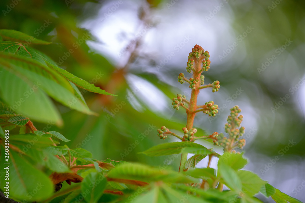Chestnut tree in spring: lush foliage Chestnut tree in spring: lush foliage