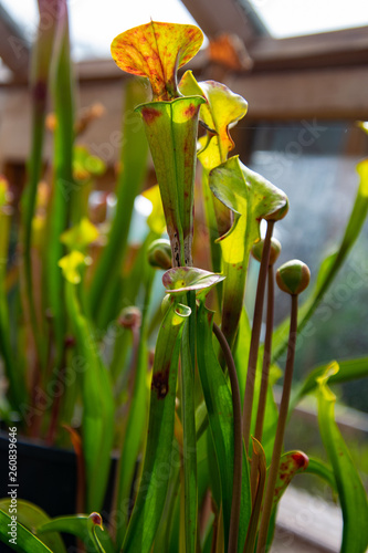 Venus flytrap  meat eater plant  tropical forest plants