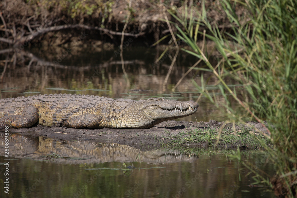 Nilkrokodil / Nile Crocodile / Crocodylus Niloticus Nilkrokodil / Nile Crocodile / Crocodylus Niloticus
