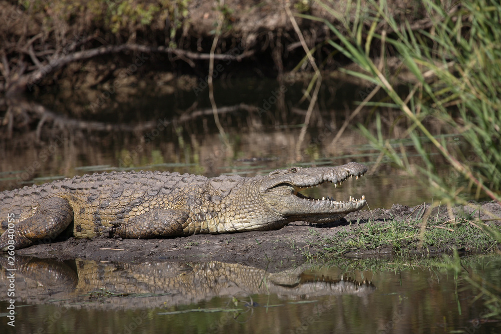 Nilkrokodil / Nile Crocodile / Crocodylus Niloticus Nilkrokodil / Nile Crocodile / Crocodylus Niloticus