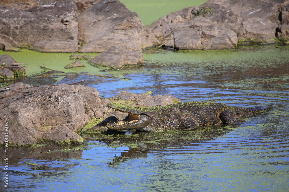 Nilkrokodil / Nile Crocodile / Crocodylus Niloticus