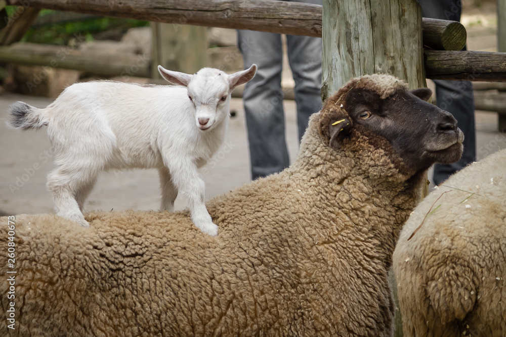 Fototapeta premium White little goat on the broun sheep back 
