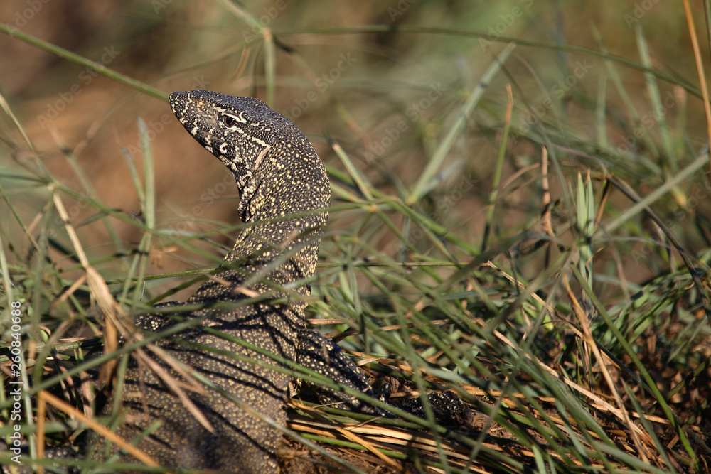Nilwaran / Nile Monitor / Varanus niloticus Nilwaran / Nile Monitor / Varanus niloticus