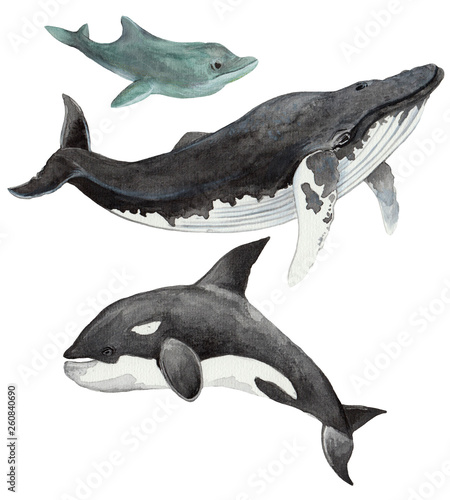 Hand drawn set of  sea whale, grampus and dolphin in watercolor