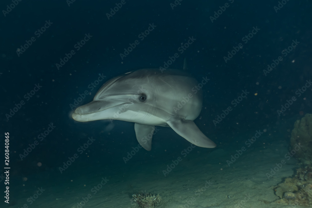 Fototapeta premium Dolphin swimming with divers in the Red Sea, Eilat Israel