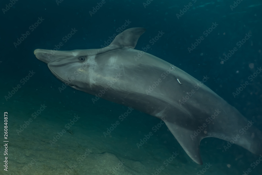 Fototapeta premium Dolphin swimming with divers in the Red Sea, Eilat Israel
