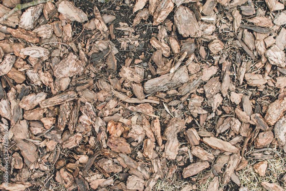 Tree bark wood chip.