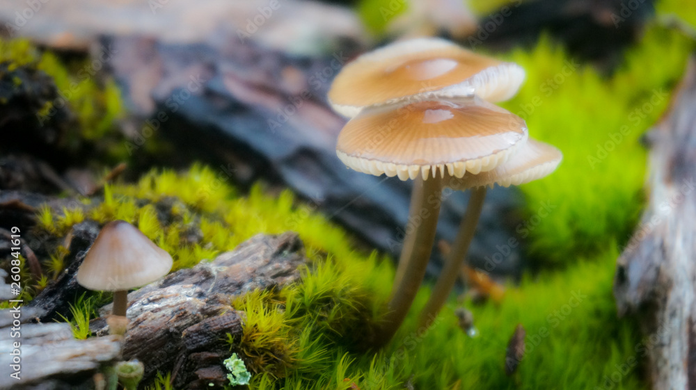 Small mushrooms by wet moss Small mushrooms by wet moss