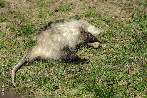 Playing possum