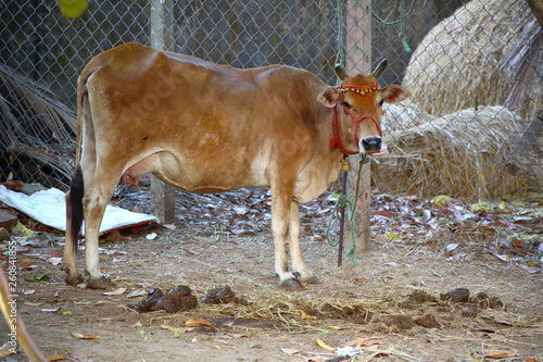 Indian Cow