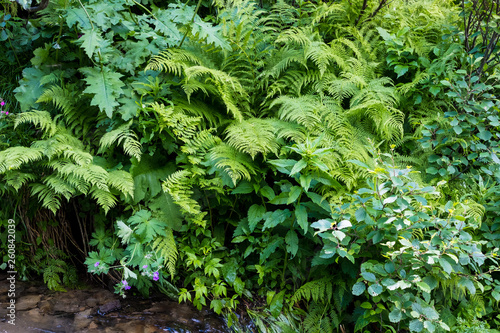 Dark green leaf in tropical jungle nature background