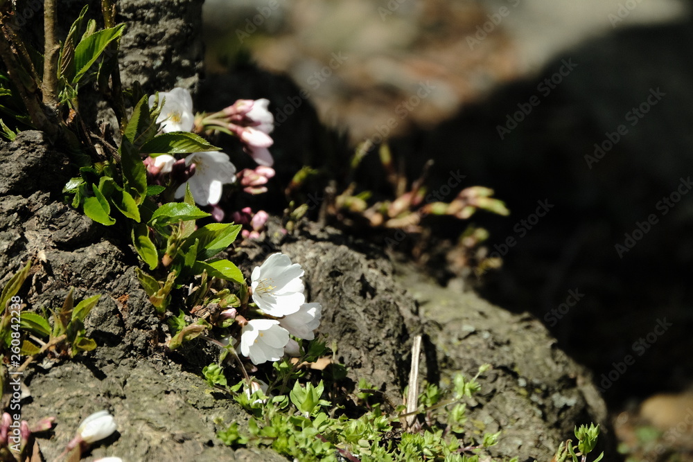 Obraz premium Wildflowers