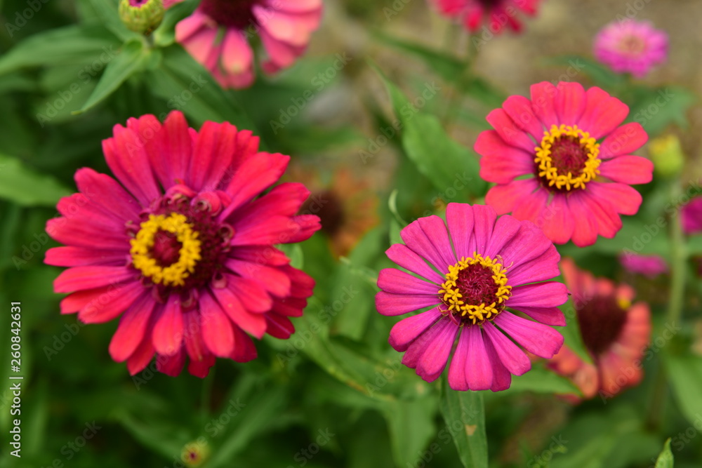 Chinese Tibet Gesang flower Chinese Tibet Gesang flower