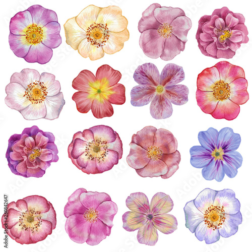 A set of flowers. Watercolor painting set of flowers  isolated on white background. Hand draw watercolor illustration. Design element.
