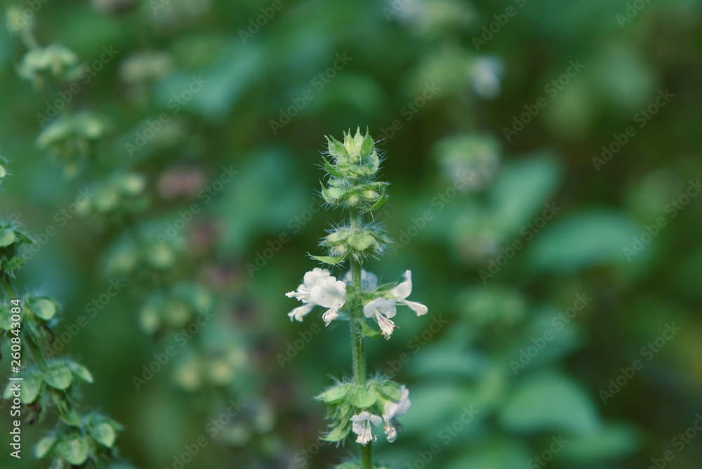 flowers from white basil trees with green buds flowers from white basil trees with green buds