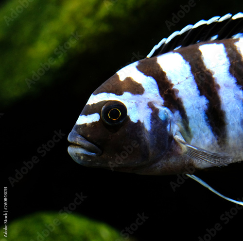 Colorful african cichlid mbuna fish from Malawi lake in aquarium photo