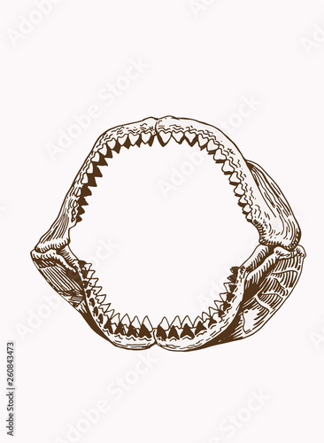 Megalodon Jaw, vintage shark jaw ,retro background,vector sketch 