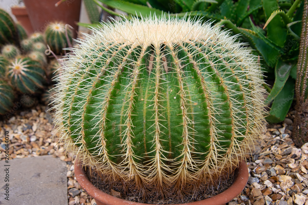 cactus close up, Mexican cactus, botanical flowers cactus close up, Mexican cactus, botanical flowers