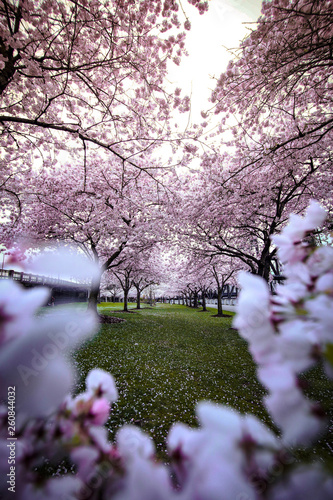 Cherry Trees at the Park