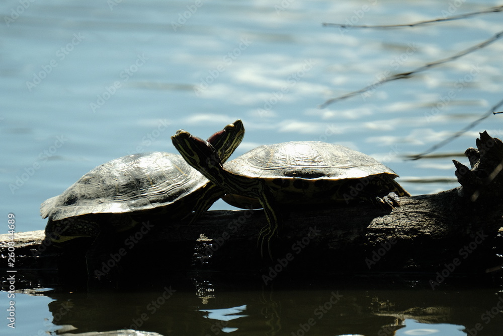 Fototapeta premium Turtles