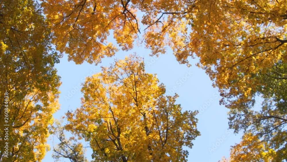 Golden Autumn Leaves against the Sky in Ukraine Golden Autumn Leaves against the Sky in Ukraine
