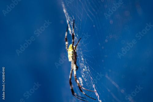 spider on a web