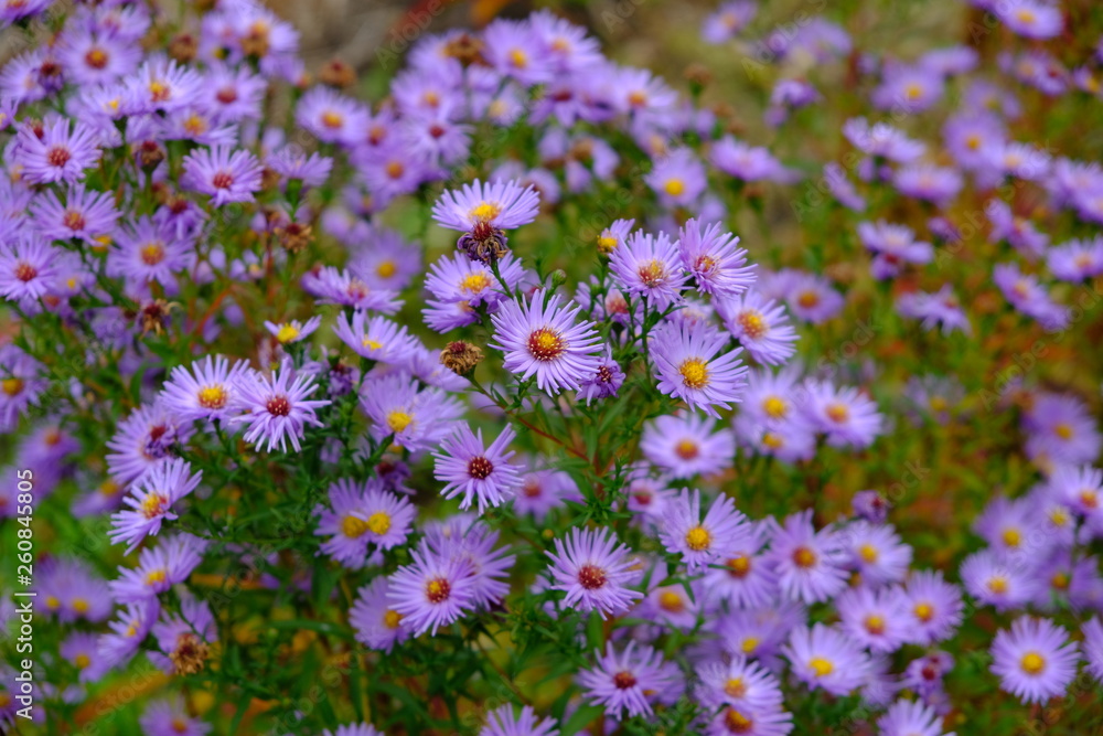 Fototapeta premium purple flowers in the garden